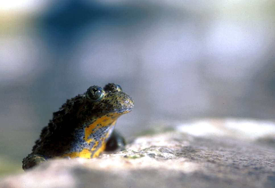 Allarme WWF: per effetto del clima, a rischio specie e biodiversità