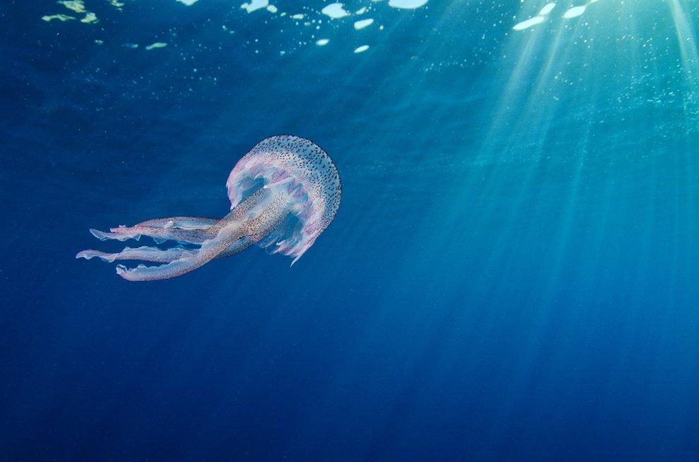 Allarme WWF: per effetto del clima, a rischio specie e biodiversità
