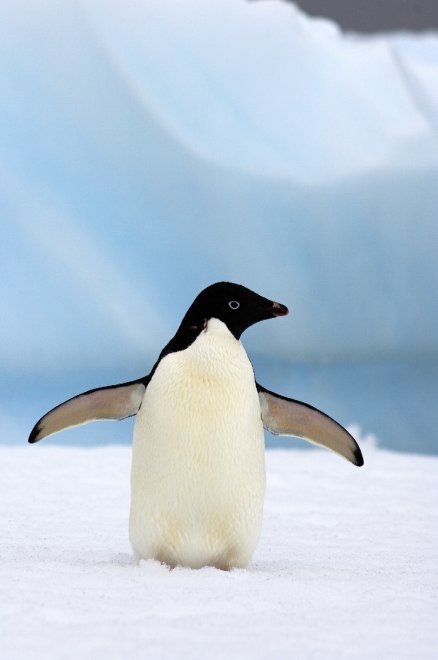 Allarme WWF: per effetto del clima, a rischio specie e biodiversità