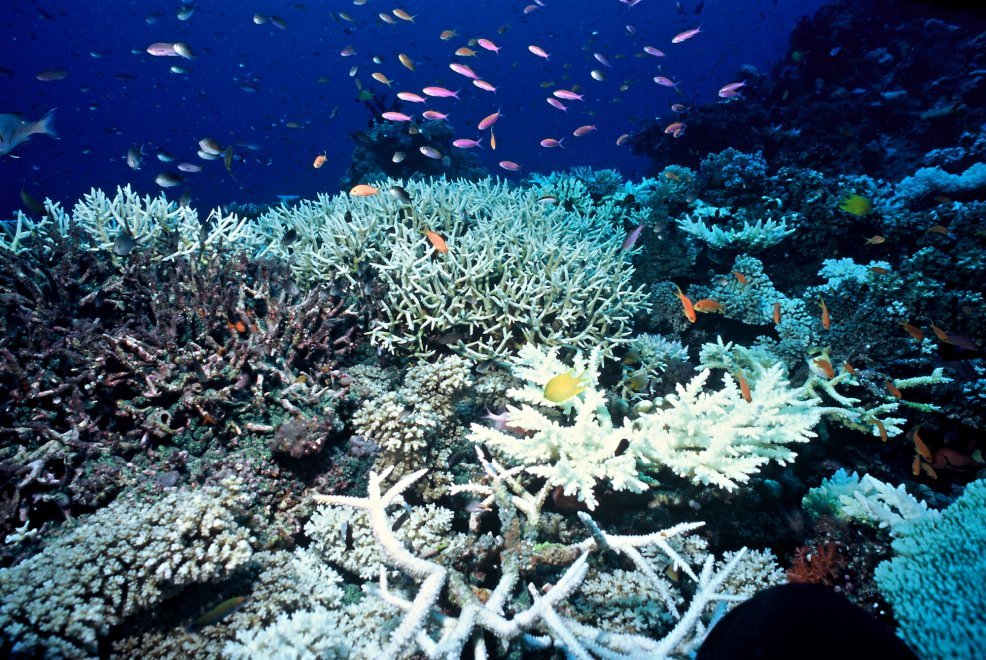 Allarme WWF: per effetto del clima, a rischio specie e biodiversità