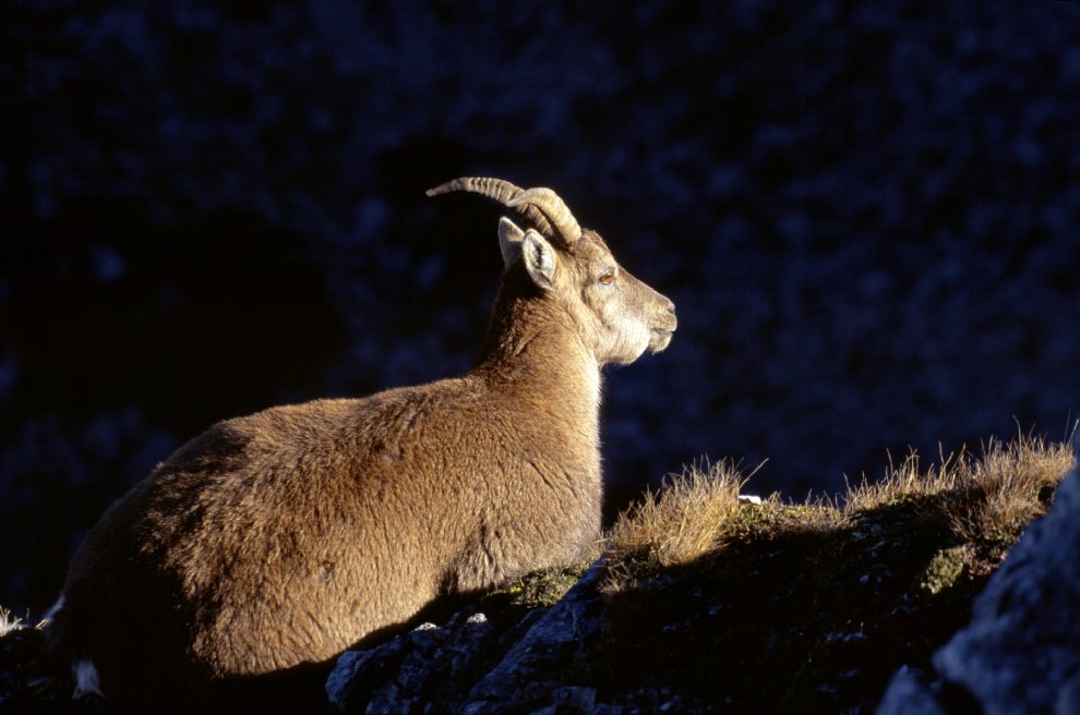 Allarme WWF: per effetto del clima, a rischio specie e biodiversità