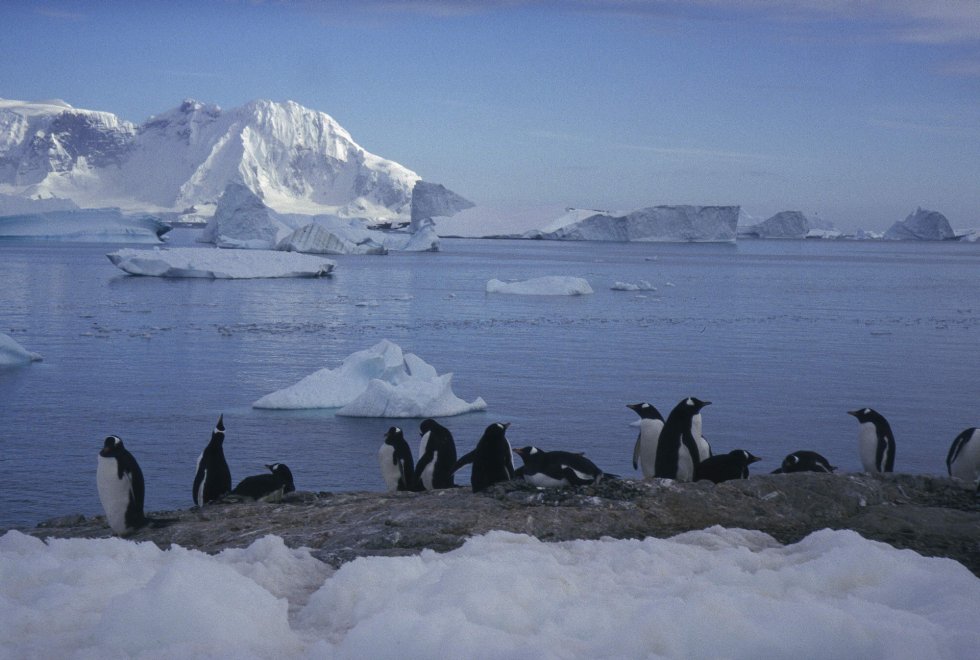 Allarme WWF: per effetto del clima, a rischio specie e biodiversità