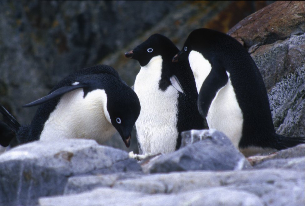 Allarme WWF: per effetto del clima, a rischio specie e biodiversità