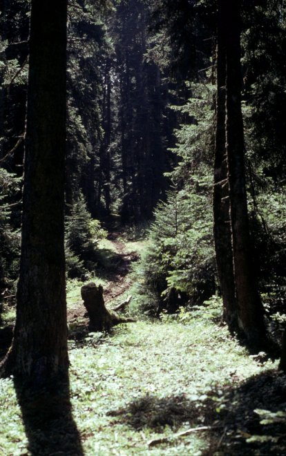 Allarme WWF: per effetto del clima, a rischio specie e biodiversità