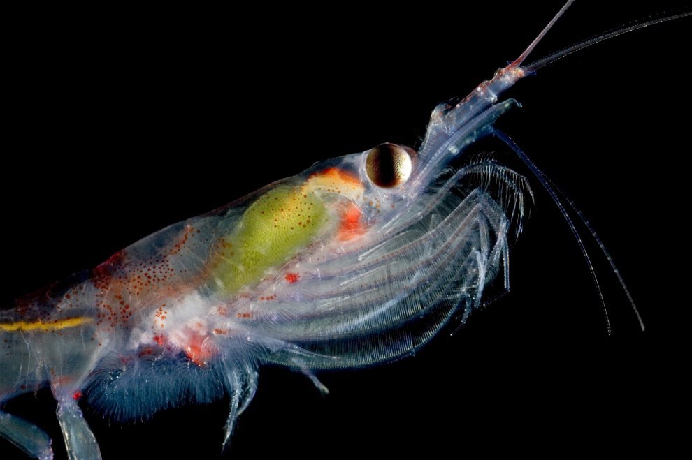 Allarme WWF: per effetto del clima, a rischio specie e biodiversità
