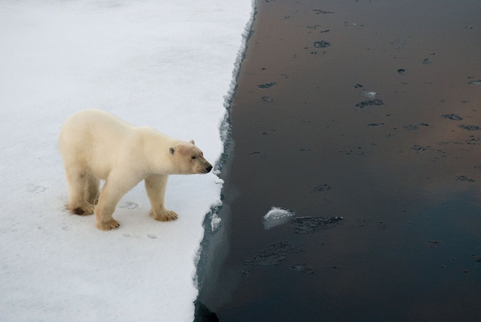 Allarme WWF: per effetto del clima, a rischio specie e biodiversità