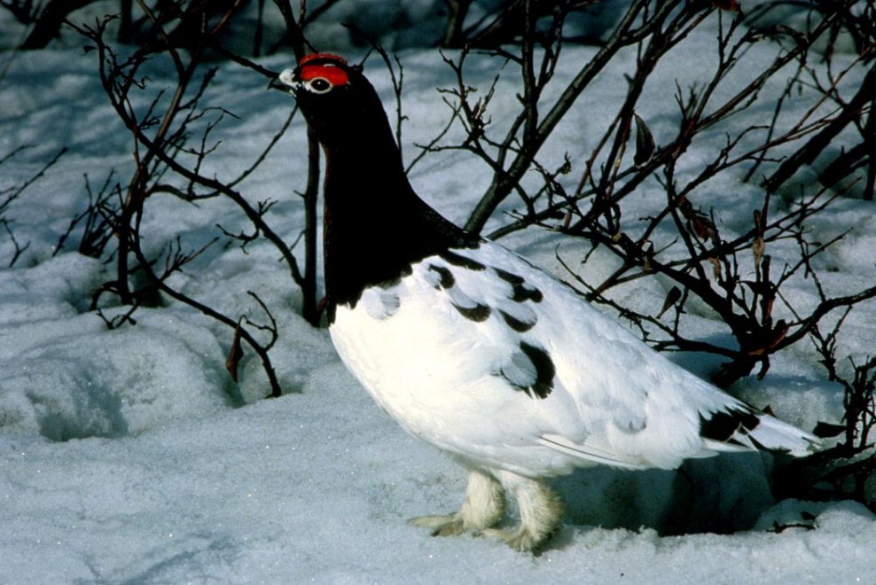 Allarme WWF: per effetto del clima, a rischio specie e biodiversità