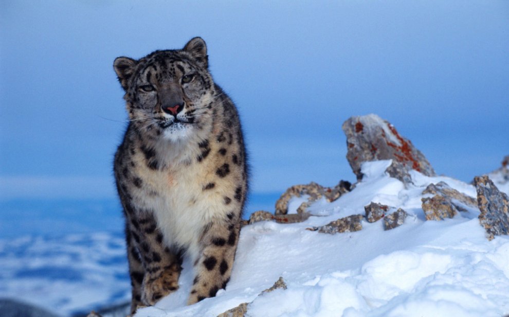 Allarme WWF: per effetto del clima, a rischio specie e biodiversità