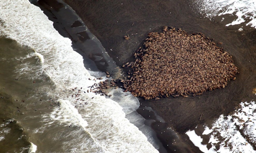 Allarme WWF: per effetto del clima, a rischio specie e biodiversità