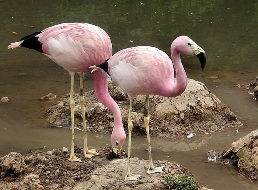 Allarme WWF: per effetto del clima, a rischio specie e biodiversità