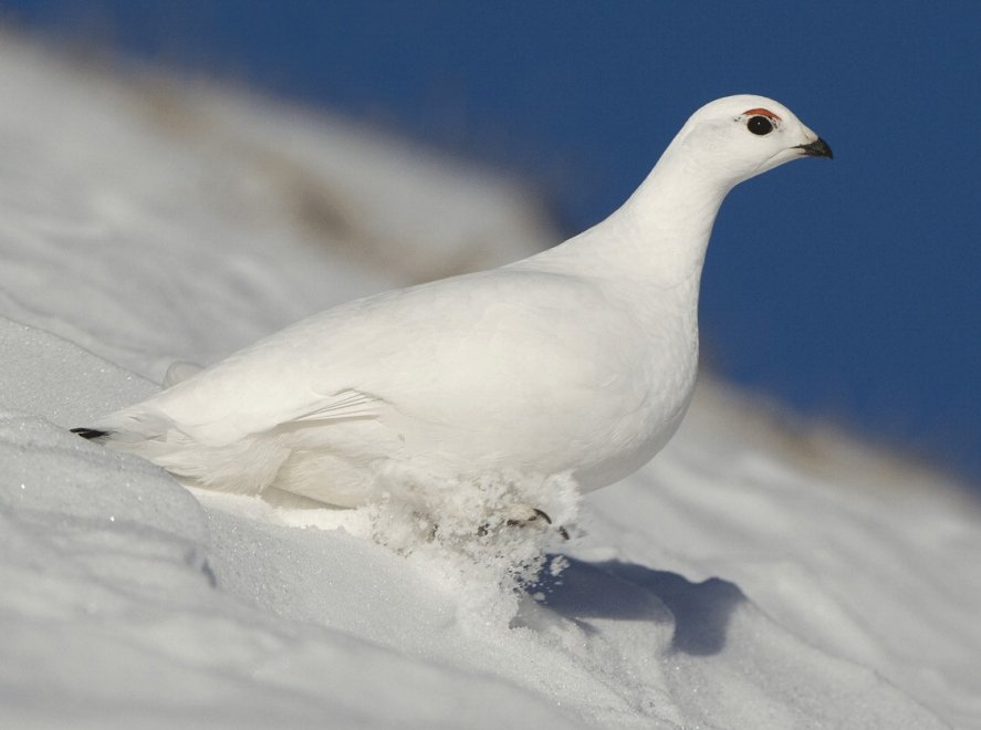 Allarme WWF: per effetto del clima, a rischio specie e biodiversità