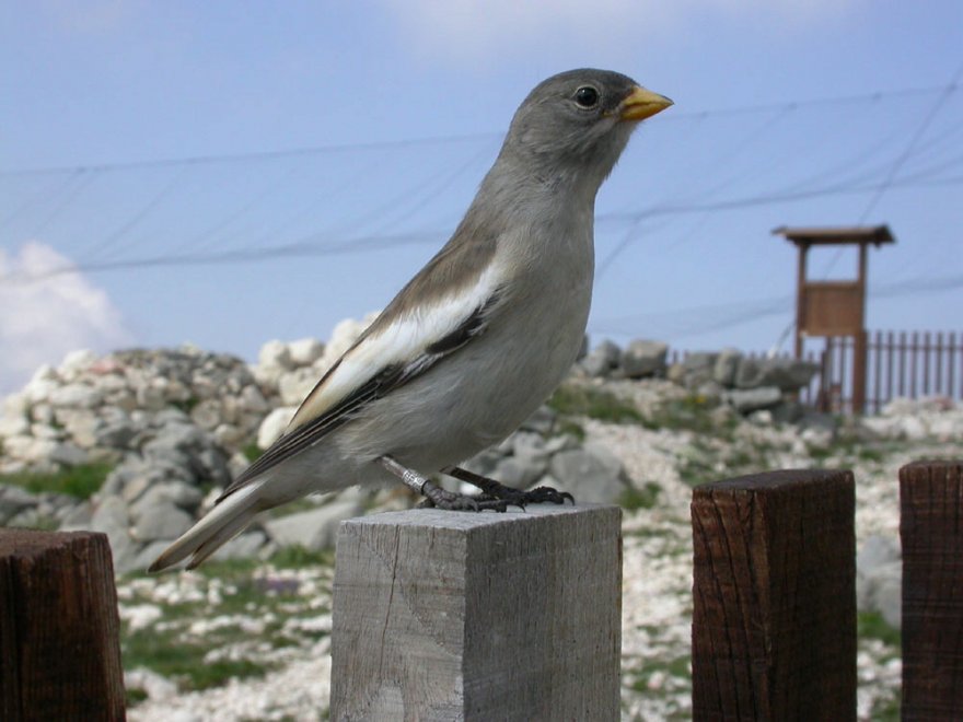 Allarme WWF: per effetto del clima, a rischio specie e biodiversità