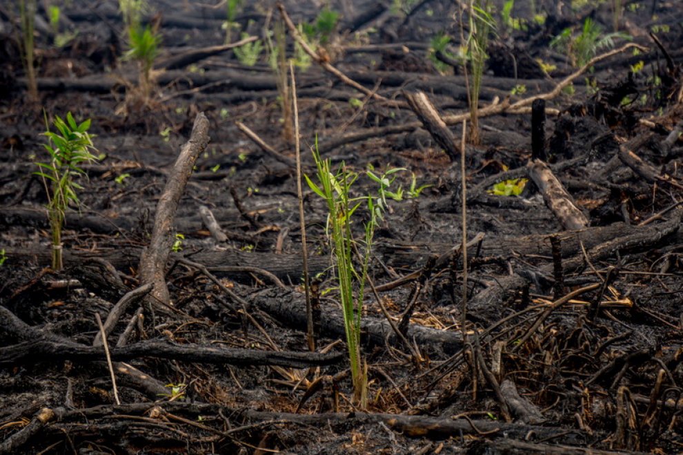 Indonesia, Greenpeace: "Nuovi incendi per far largo alle piantagioni di olio di palma"