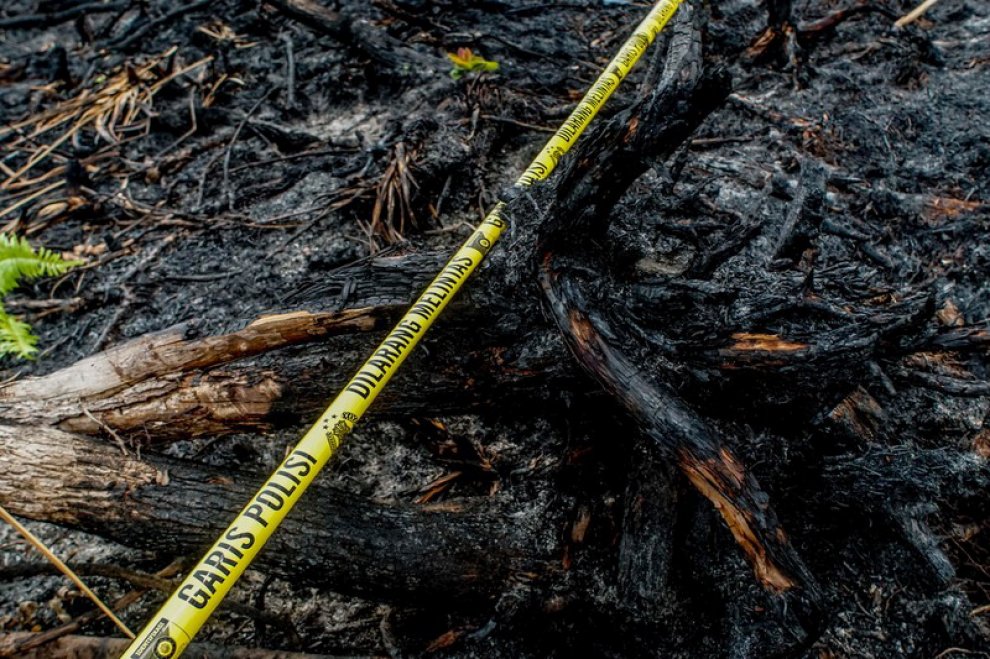 Indonesia, Greenpeace: "Nuovi incendi per far largo alle piantagioni di olio di palma"