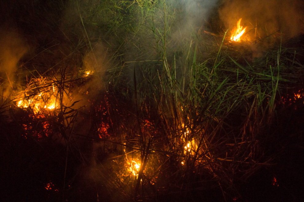 Indonesia, Greenpeace: "Nuovi incendi per far largo alle piantagioni di olio di palma"