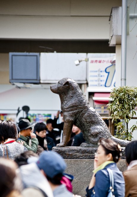 Giappone, ha fatto piangere tutto il mondo: spunta foto inedita del cane Hachiko 