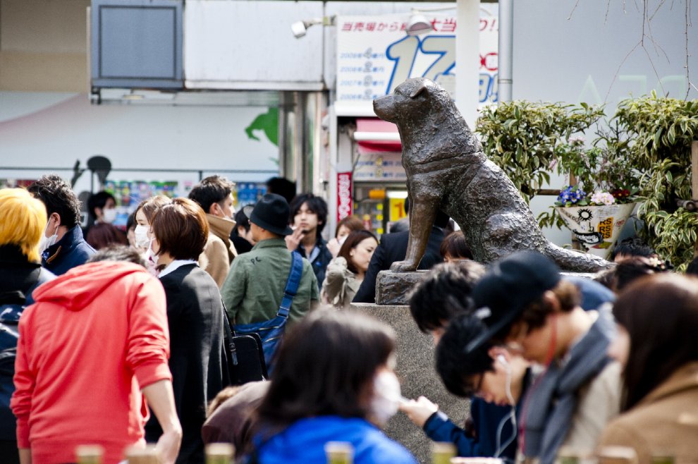 Giappone, ha fatto piangere tutto il mondo: spunta foto inedita del cane Hachiko 