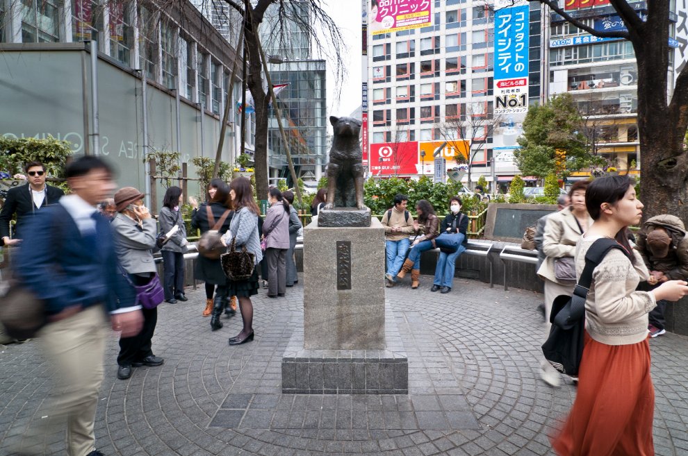 Giappone, ha fatto piangere tutto il mondo: spunta foto inedita del cane Hachiko 