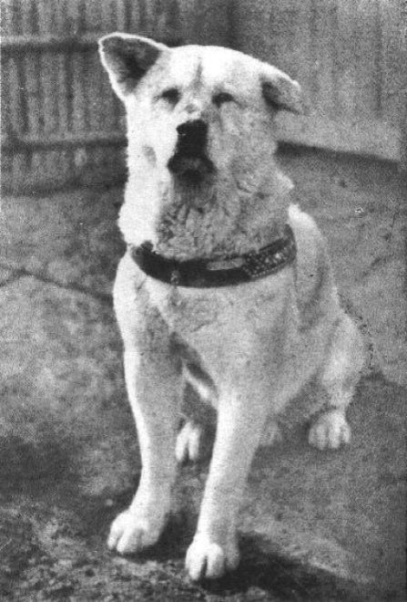 Giappone, ha fatto piangere tutto il mondo: spunta foto inedita del cane Hachiko 