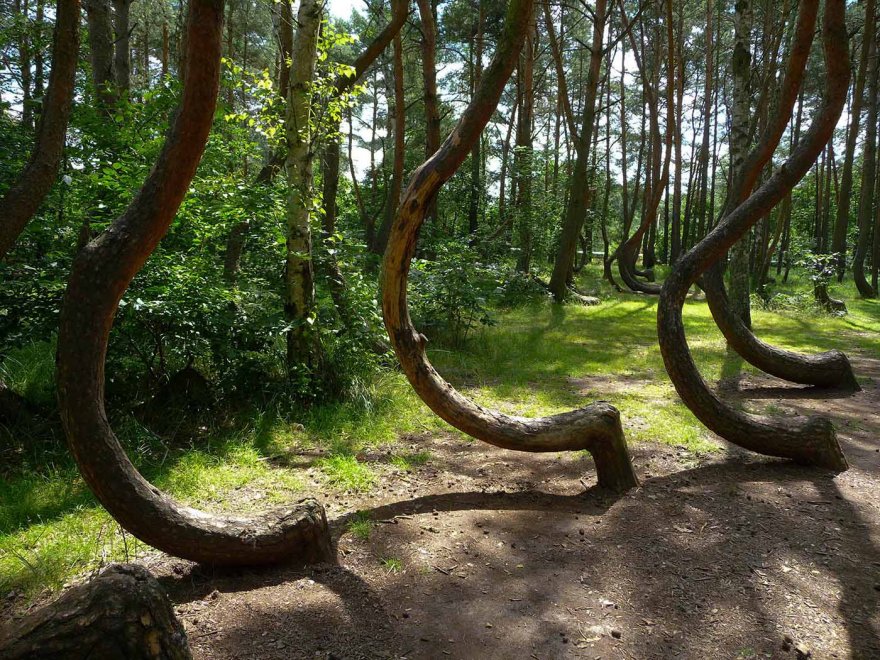 Polonia, il mistero della foresta di Gryfino
