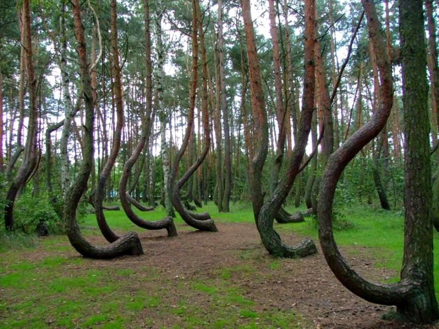 Polonia, il mistero della foresta di Gryfino