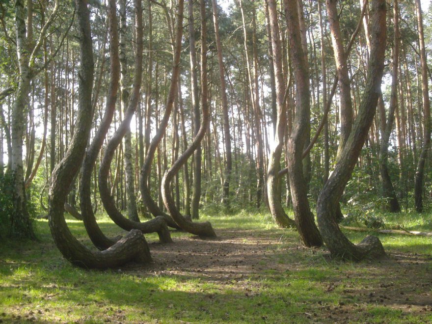 Polonia, il mistero della foresta di Gryfino