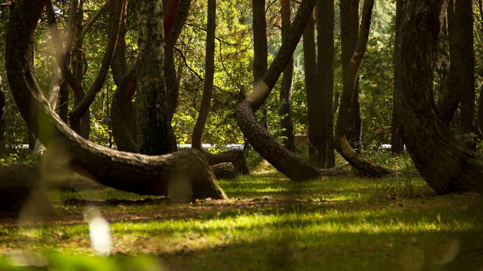 Polonia, il mistero della foresta di Gryfino