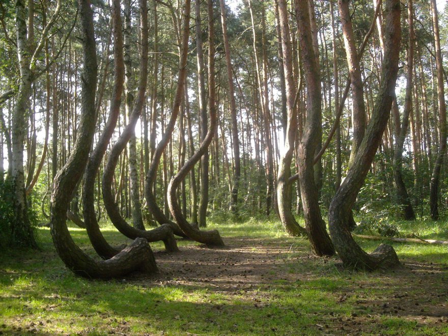 Polonia, il mistero della foresta di Gryfino