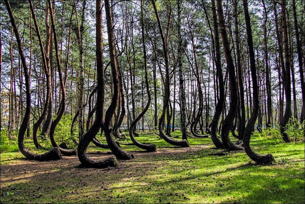 Polonia, il mistero della foresta di Gryfino