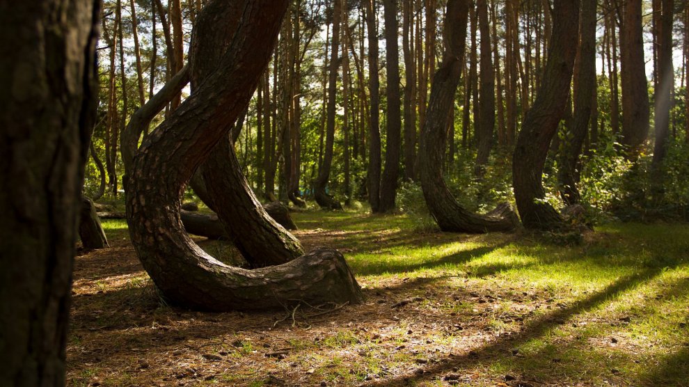 Polonia, il mistero della foresta di Gryfino