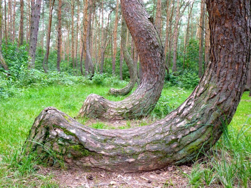 Polonia, il mistero della foresta di Gryfino