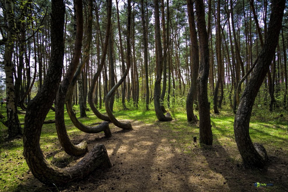 Polonia Il Mistero Della Foresta Di Gryfino La Repubblica
