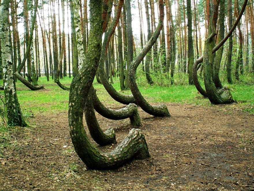 Polonia, il mistero della foresta di Gryfino