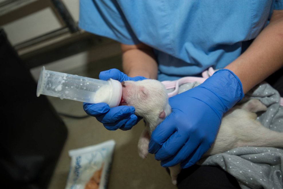 Usa, nasce prematura: la cure per la piccola orsa polare