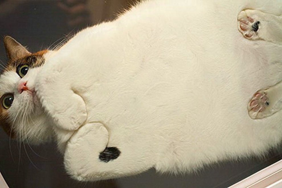 Gatti sul vetro: guardarli è uno spettacolo