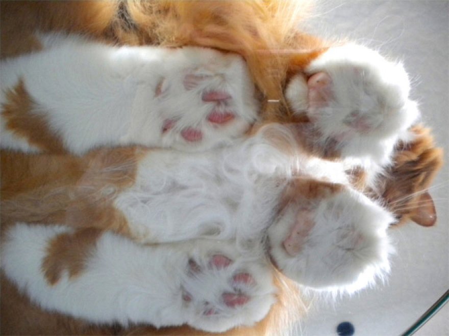 Gatti sul vetro: guardarli è uno spettacolo