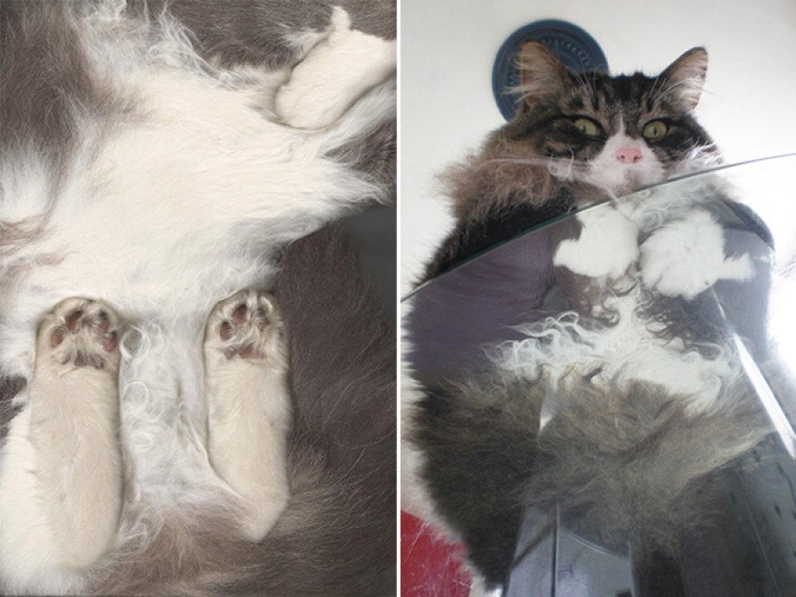 Gatti sul vetro: guardarli è uno spettacolo