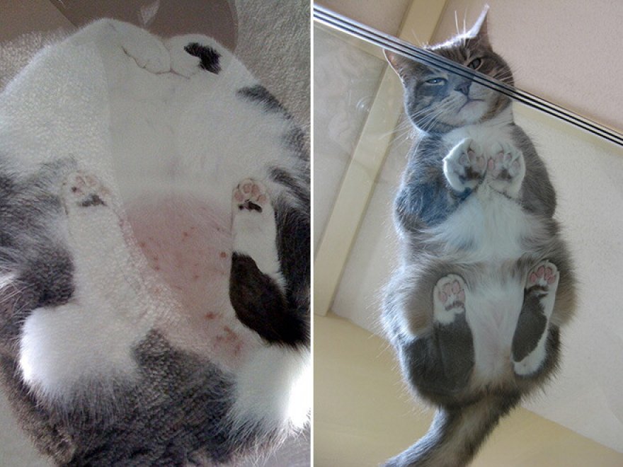 Gatti sul vetro: guardarli è uno spettacolo