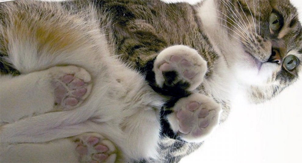 Gatti sul vetro: guardarli è uno spettacolo