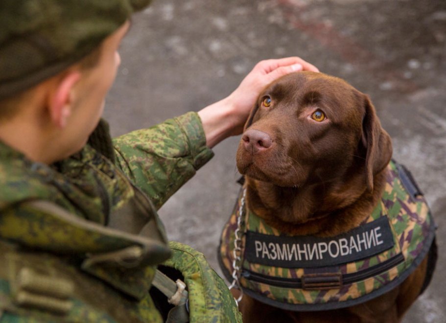 Giubbotto Antiproiettile Per Cani Ideato Dai Russi Dopo La Morte Di 