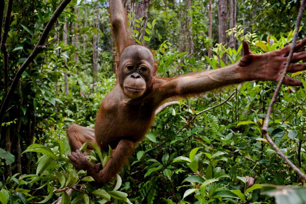 Habitat e specie da salvare: è il calendario Greenpeace 2016