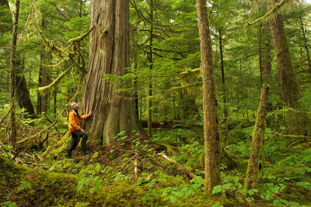 Habitat e specie da salvare: è il calendario Greenpeace 2016