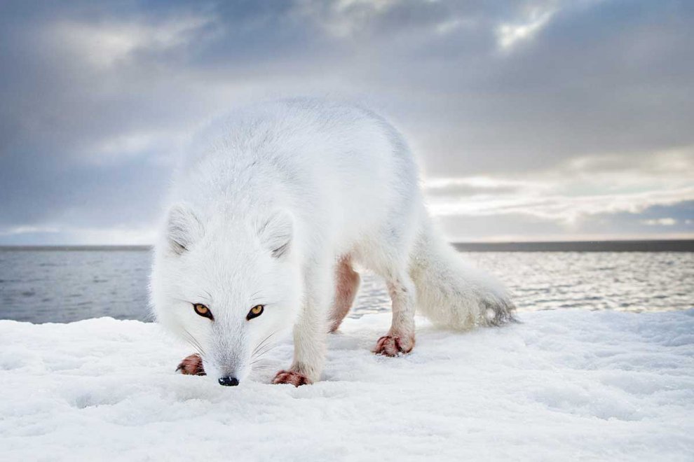 Habitat e specie da salvare: è il calendario Greenpeace 2016