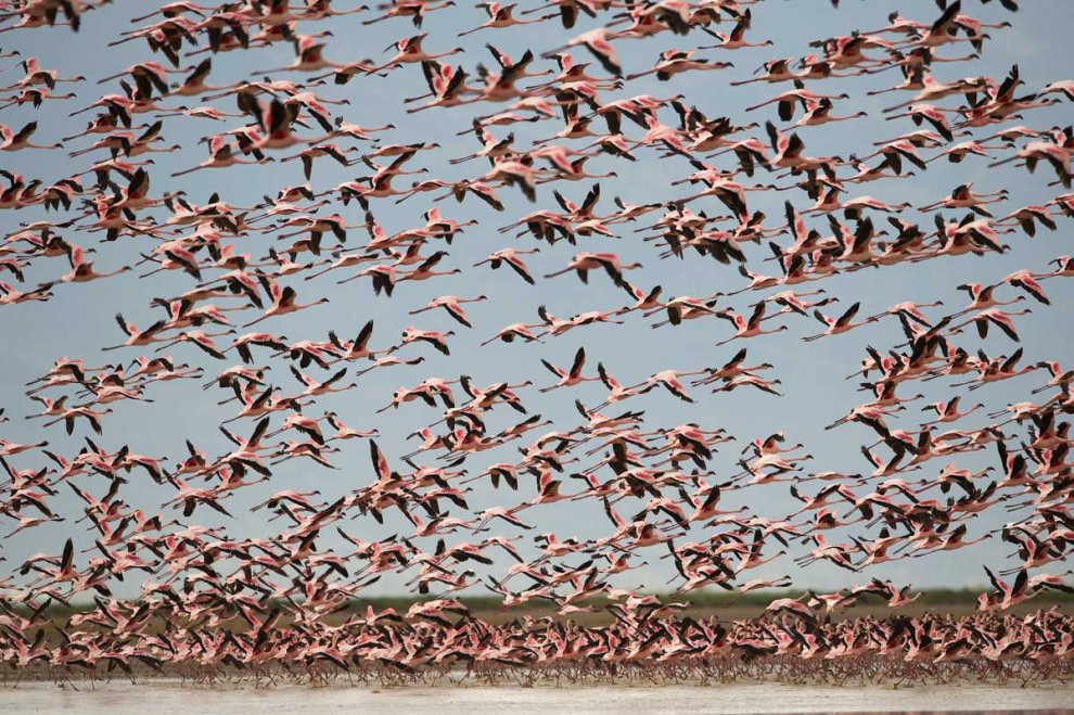 Habitat e specie da salvare: è il calendario Greenpeace 2016