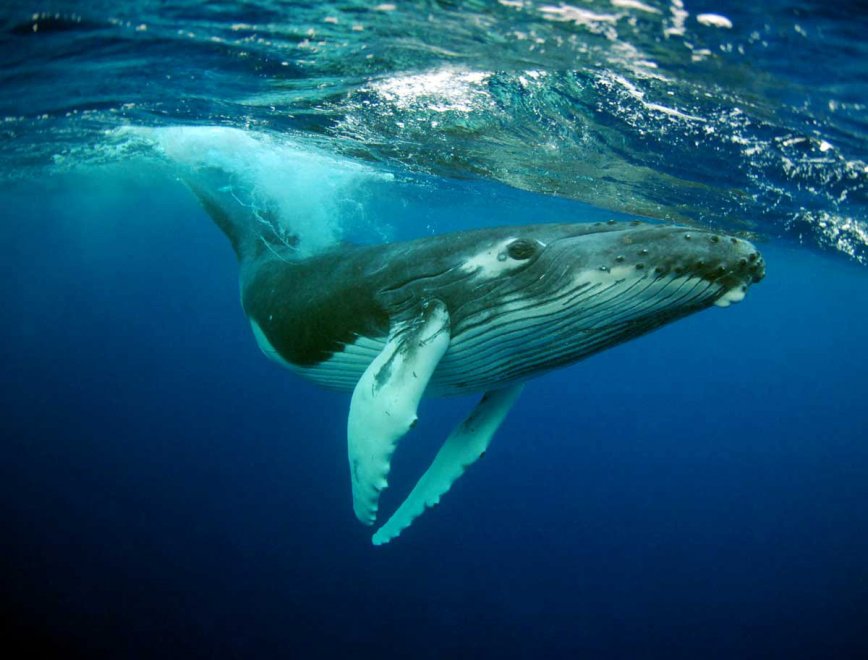 Habitat e specie da salvare: è il calendario Greenpeace 2016