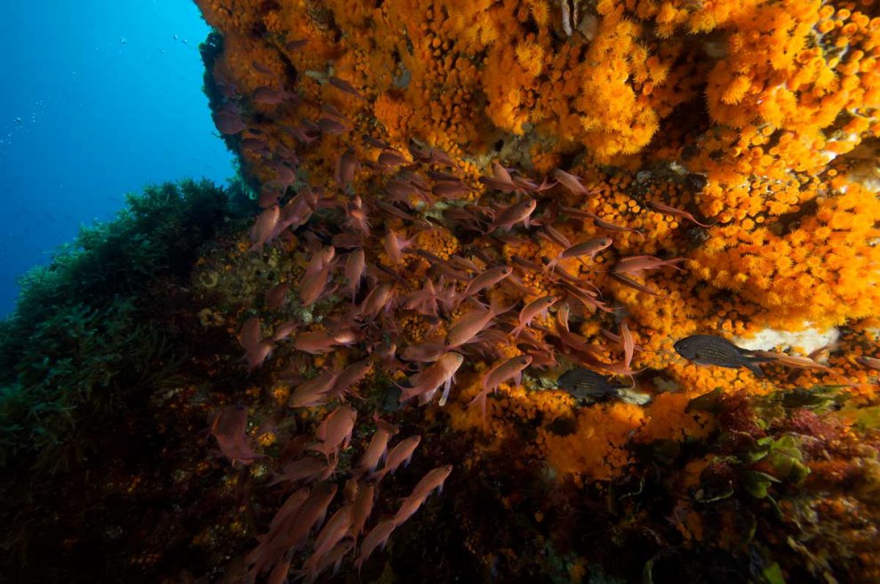 Habitat e specie da salvare: è il calendario Greenpeace 2016