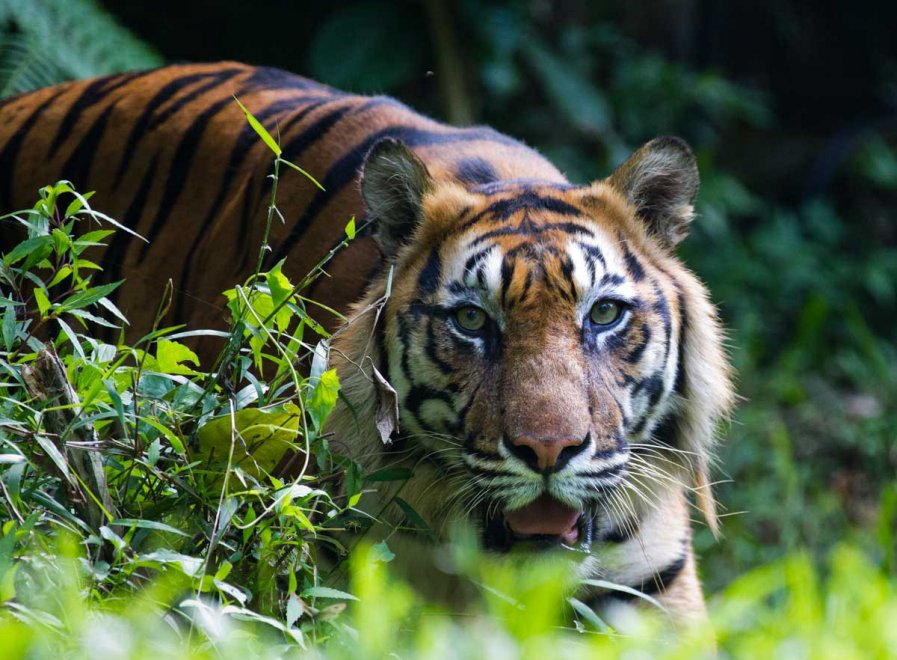 Habitat e specie da salvare: è il calendario Greenpeace 2016