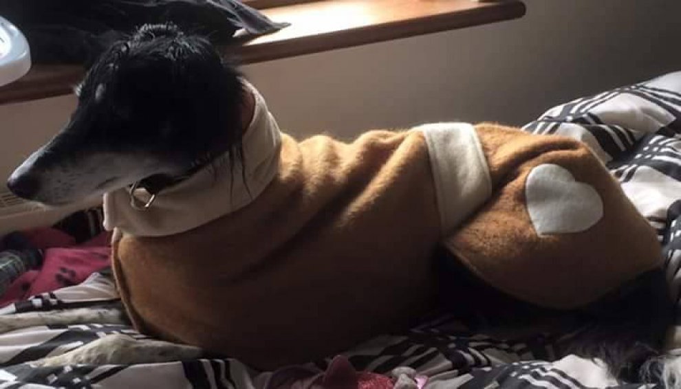 Cappotti e sciarpe per i cani randagi: il ricamo è solidale