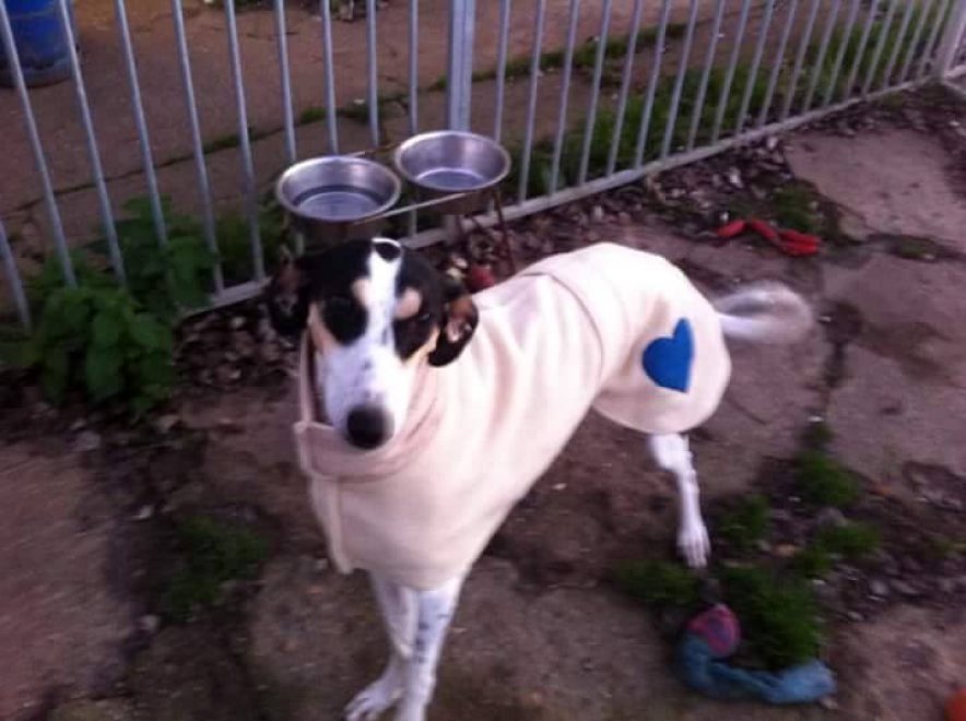 Cappotti e sciarpe per i cani randagi: il ricamo è solidale