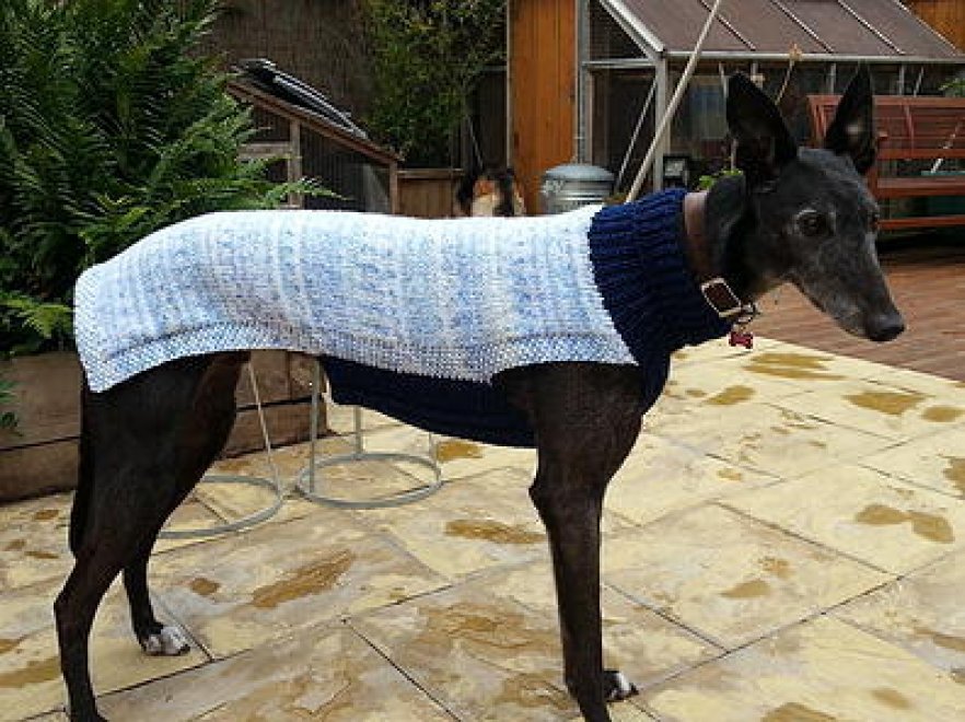Cappotti e sciarpe per i cani randagi: il ricamo è solidale